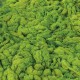Bio fuels - Algae