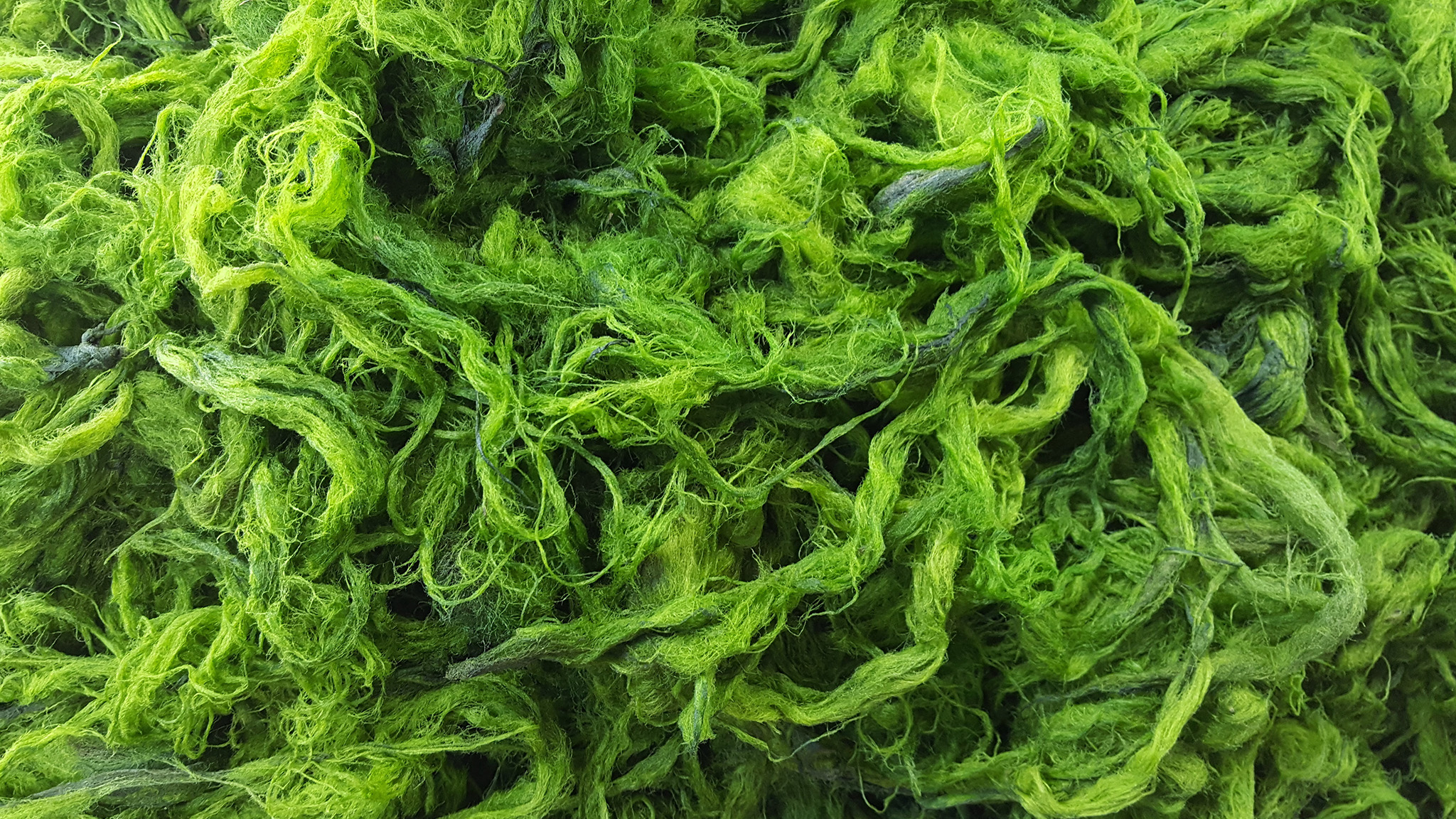Close-up green algae background.